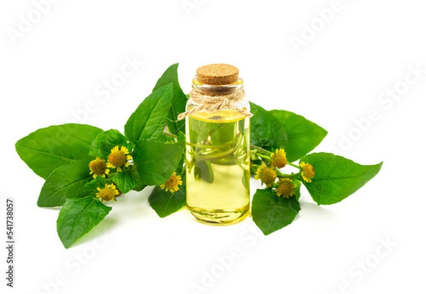 Fototapeta Bottle of Acmella Oleracea, Paracress or Toothache plant extract isolated on white background.