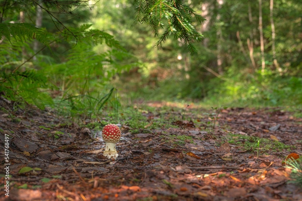 Obraz Beautiful landscape with mushroom view in autumn forest. High quality photo