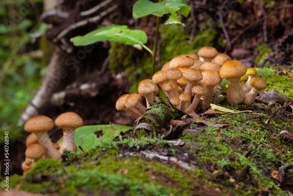 Obraz Beautiful landscape with mushroom view in autumn forest. High quality photo