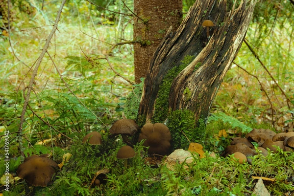 Obraz Beautiful landscape with mushroom view in autumn forest. High quality photo