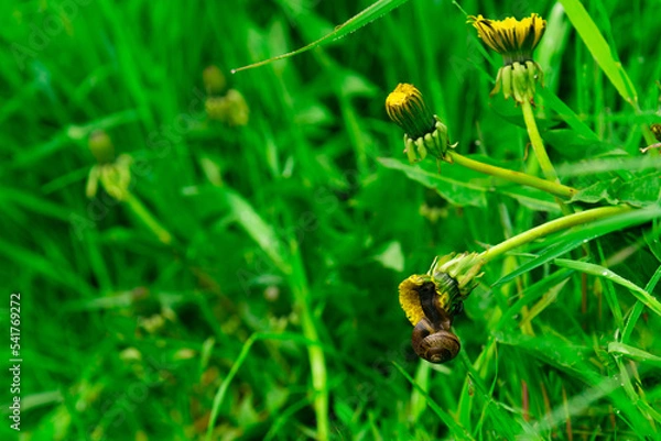 Obraz Landscape of morning freshness in a beautiful green grass with dew drops and yellow dandelions. Lonely snail on a dandelion. High quality photo