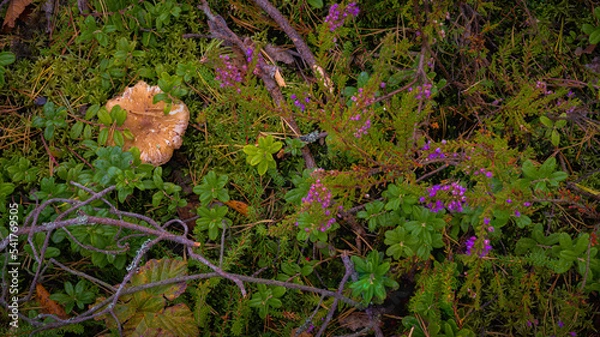 Obraz Beautiful landscape with mushroom and heather view in autumn forest. High quality photo