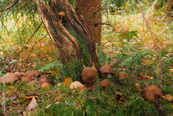 Obraz Beautiful landscape with mushroom view in autumn forest. High quality photo