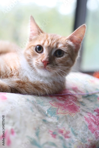 Fototapeta Portrait of a red cat in close-up in the room. A bright red cat is lying by the window.