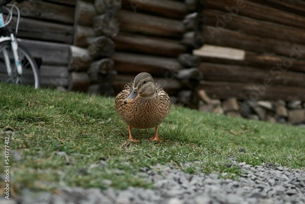 Fototapeta Duck in the grass on Kizhi island
