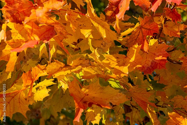 Fototapeta Herbst Textur