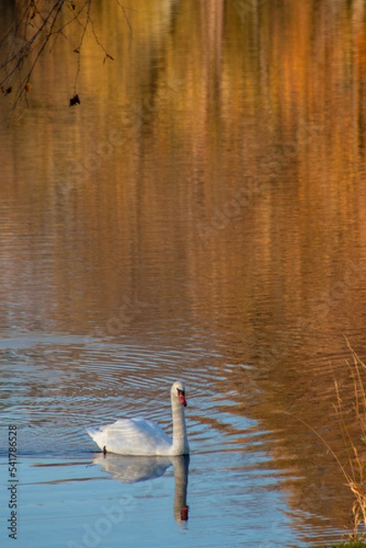 Obraz water reflecting swan