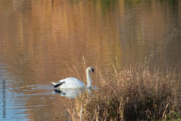 Obraz swan swimming behind