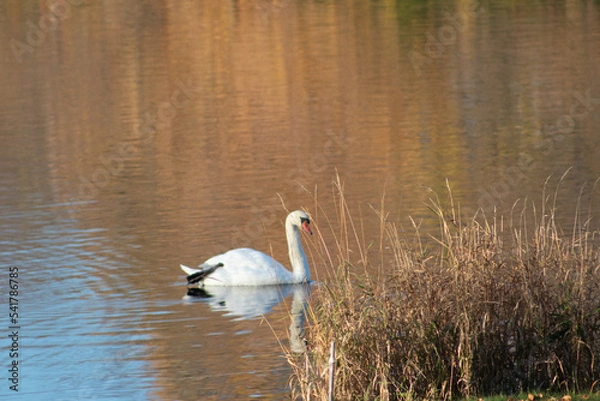 Obraz swan swimming behind grasses