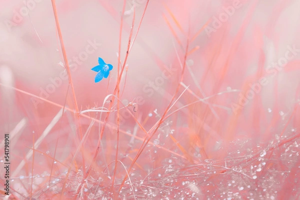 Obraz Tenderness landscape close-up bluebell in the meadow. High quality photo