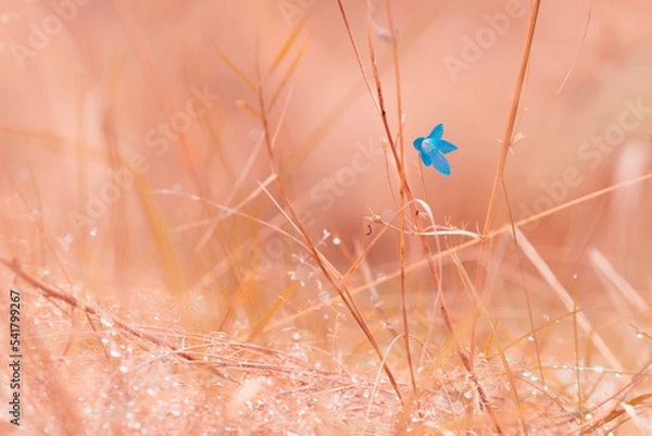 Obraz Tenderness landscape close-up bluebell in the meadow. High quality photo