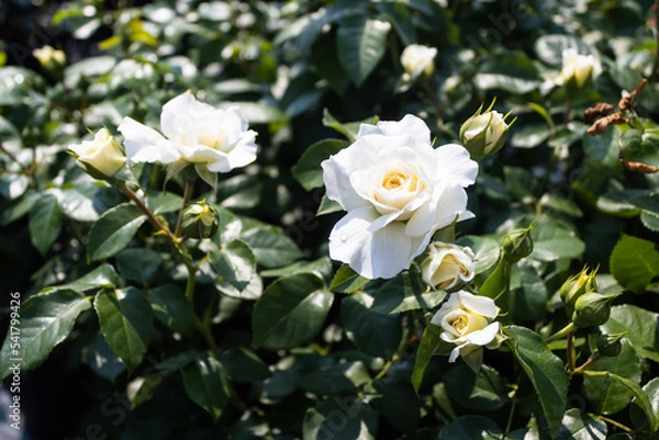Obraz Garden center. Roses, a view from a drone. Trade, sale, cultivation of flower seedlings. A clear sunny day. Soft Focus.