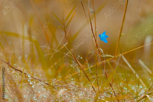 Obraz Tenderness landscape close-up bluebell in the meadow. High quality photo