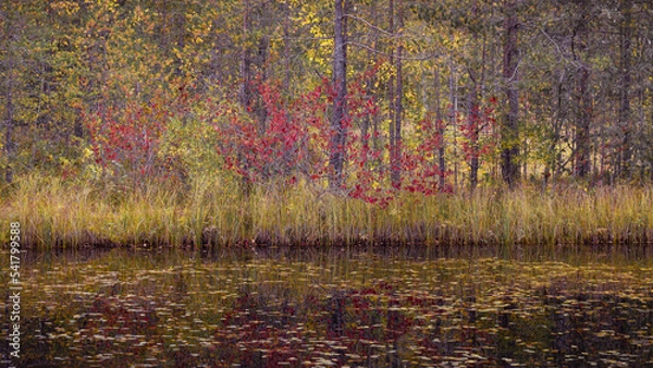 Obraz Beautiful landscape view of autumn forest with fallen trees and a lake. High quality photo