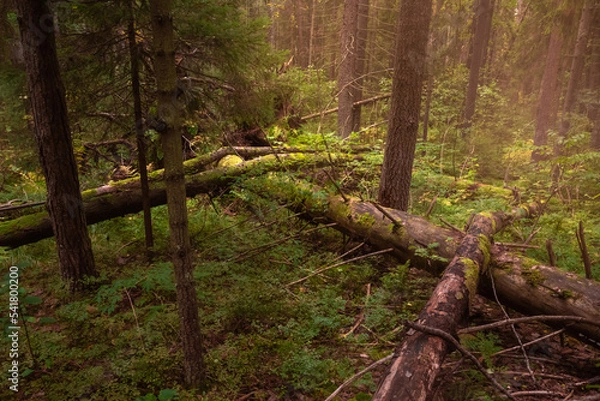 Obraz Beautiful landscape view of autumn forest with fallen trees. High quality photo