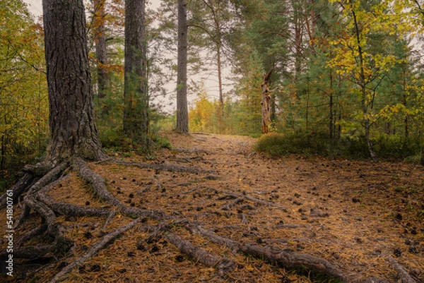 Obraz Beautiful landscape view of autumn forest with a path. High quality photo