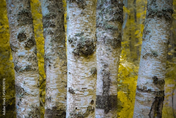 Obraz White trunks of birches in the autumn forest. Close-up landscape. High quality photo