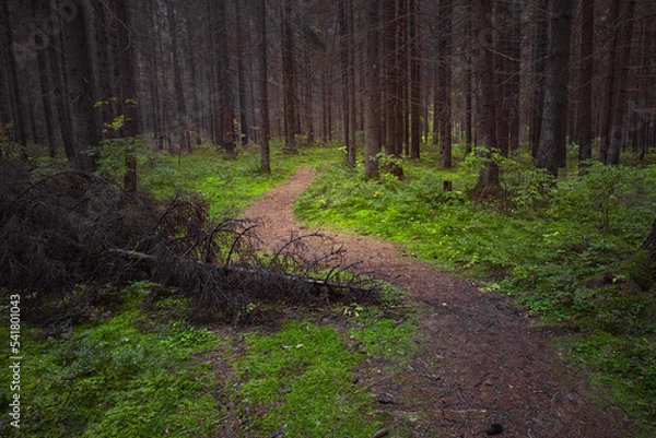 Obraz Beautiful landscape view of autumn forest with a path. High quality photo