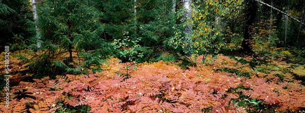 Obraz Beautiful landscape view of autumn forest with a fern . High quality photo