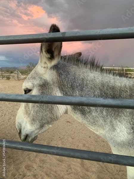 Obraz Desert Donkeys