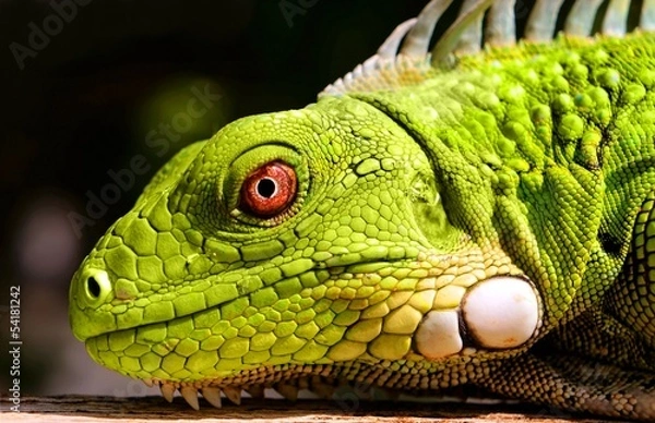 Obraz Green Iguana