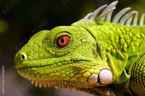 Fototapeta Green Iguana
