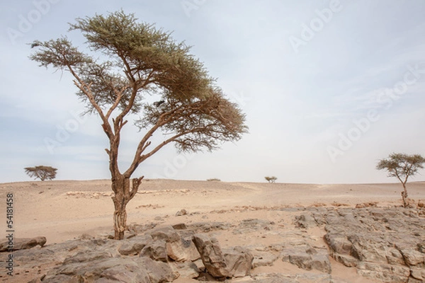 Fototapeta Arbres dans le désert
