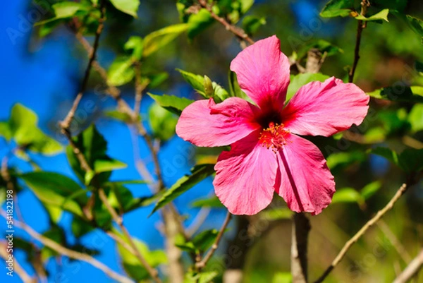 Obraz pink flower in bloom