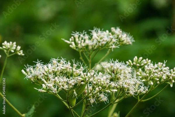 Obraz フジバカマ