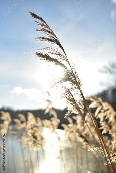 Obraz winter grass