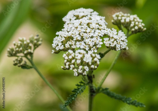 Fototapeta Yarrow
