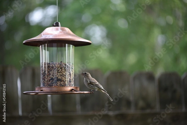 Obraz bird on feeder