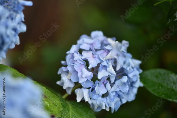 Fototapeta forget me not