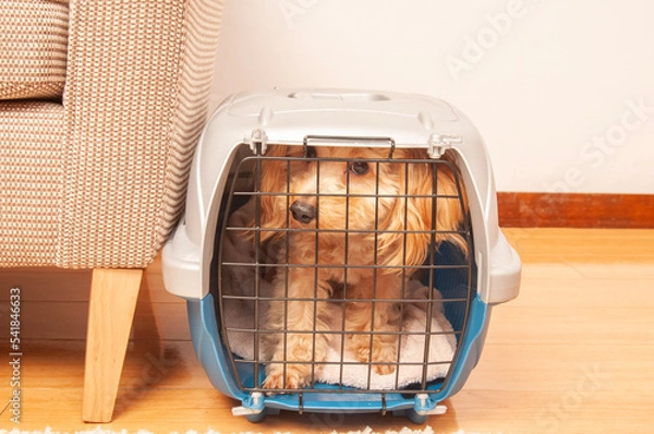 Fototapeta クレートに入る犬