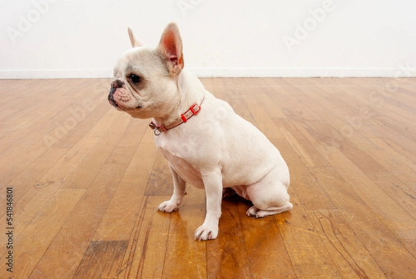 Fototapeta フローリングに座るフレンチブル