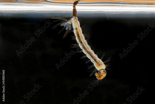 Fototapeta Macro of mosquito larva on black background. Mosquito's larva in water.