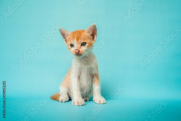 Fototapeta 1 month old orange white striped domestic cat posing in front of turquoise background, a little confused but very adorable and cute