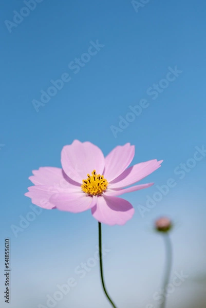 Fototapeta コスモス