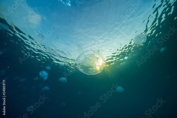 Fototapeta 小笠原　夕暮れの海を漂うミズクラゲの群れ　父島　製氷海岸