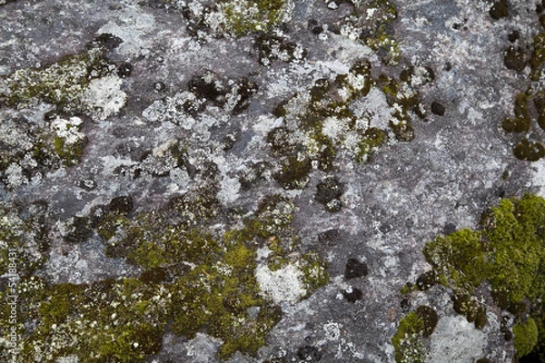 Fototapeta Moss on Rock Background Texture