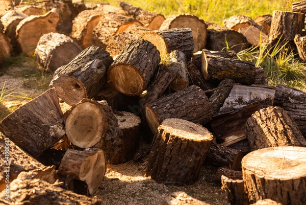 Fototapeta Forest pine and spruce trees. Log trunks pile, the logging timber wood industry. Wide banner or panorama wooden trunks.