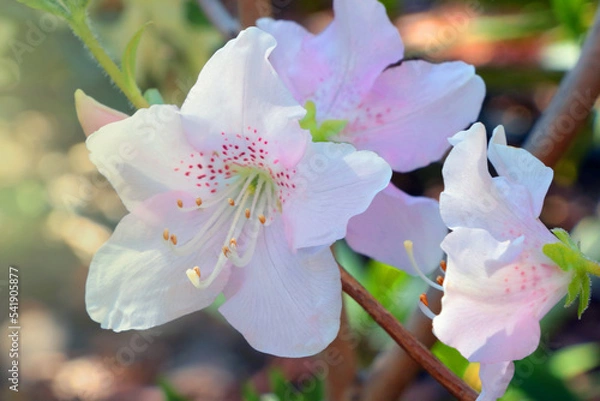Obraz Close-up of a flowering azalea branch in the park.