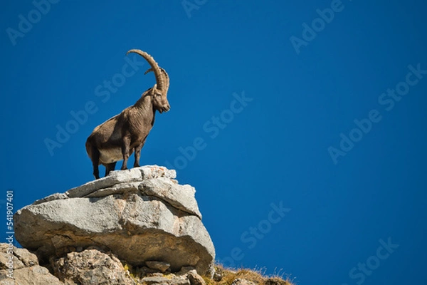 Fototapeta Alpine ibex in its natural habitat