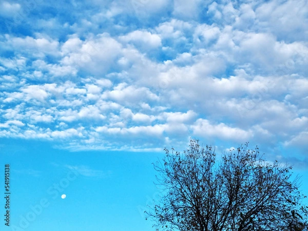 Obraz blue morning sky with clouds and moon. tree in the sky.
