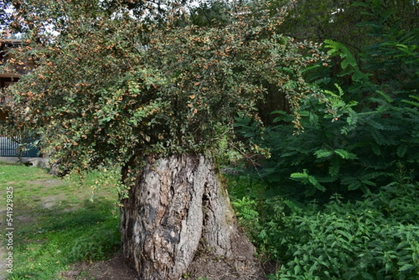 Obraz Jardinera natural