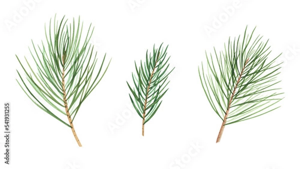 Obraz Christmas tree set branch isolated on white background. Watercolor hand drawn Xmas illustration Art design decoration