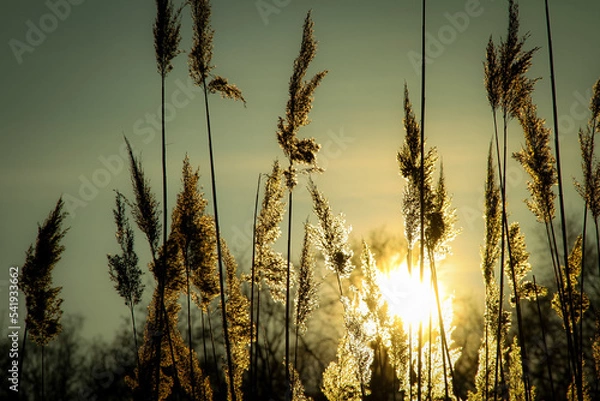 Obraz wheat field at sunset