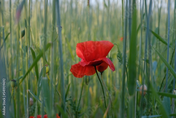 Fototapeta red poppy in the field