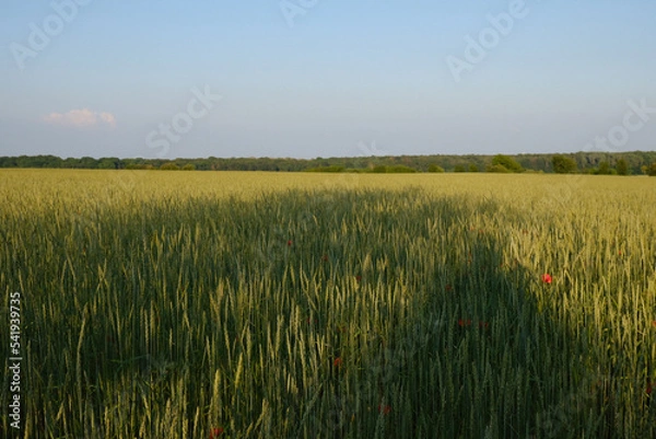 Fototapeta wheat field in the summer