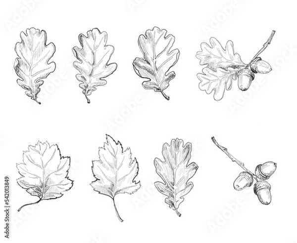Obraz Oak leaves. Vintage hand drawn botanical vector illustration.